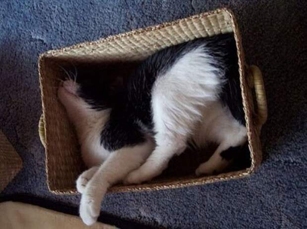 1328653600_cats-9
