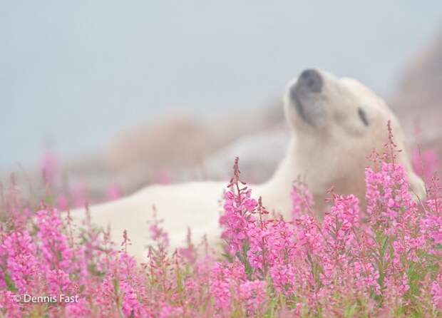 Polar Bear (Ursa maritimus) in fireweed (Epilobium angustifolium) on an island off the sub-arctic coast of Hudson Bay, Churchill, Manitoba, Canada.