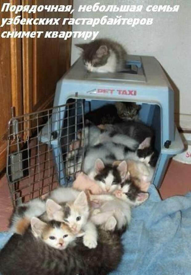 Жизнь кошачья :) (39 фото)