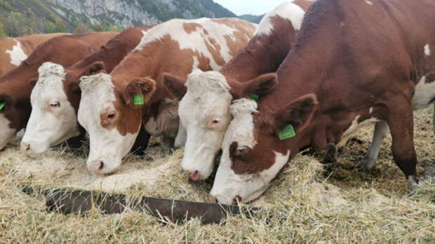 В Новосибирской области направят 800 млн рублей на помощь сельчанам, потерявшим скот