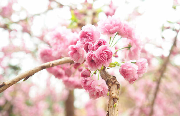 Оттенки цветущей сакуры