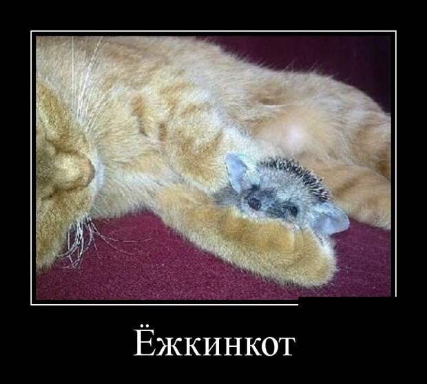 Демотиваторы  демотиваторы, прикол, смех, юмор