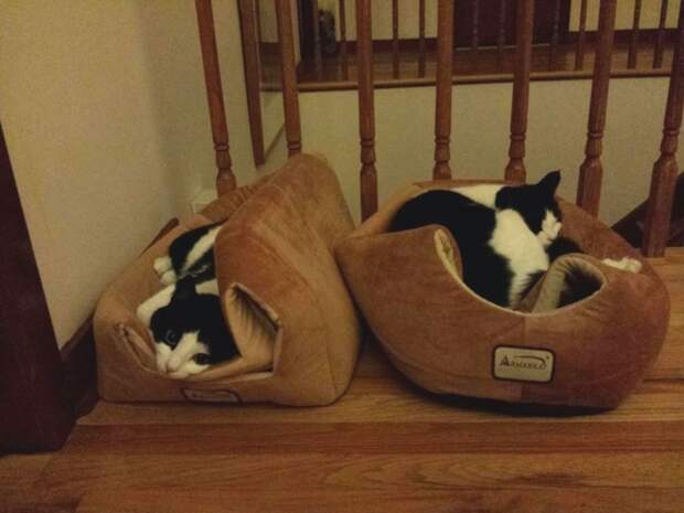 Коты, которые плевали на вашу логику