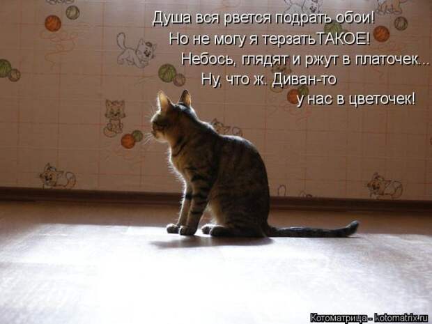 Лучшие котоматрицы недели (50 фото)