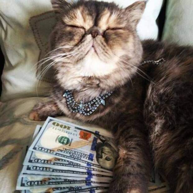 Прикольные картинки картики, прикол, юмор