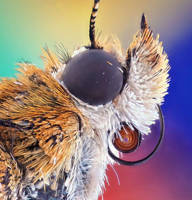 Победители конкурса микрофотографий Nikon Small World 2020