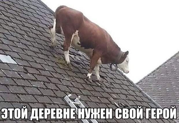 Забавные фотомемы