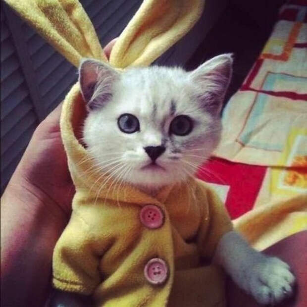 кошка в кардигане 