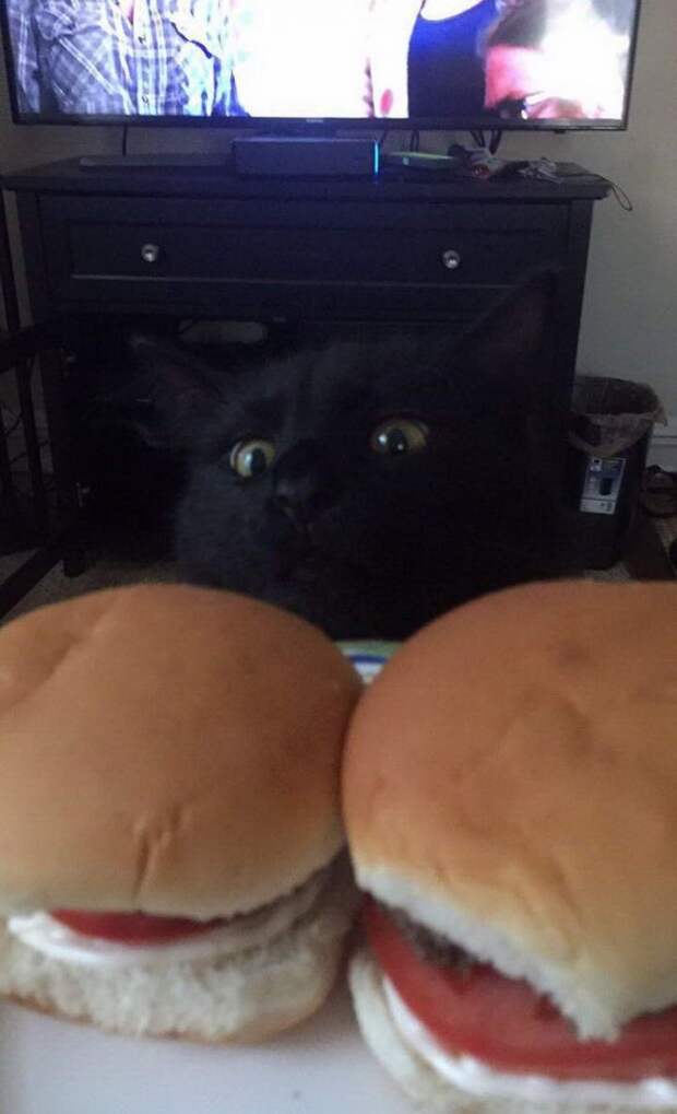 kartinok-veselyh-interesnyh-kartinki-smeshnye-kartinki-fotoprikoly kartinok-veselyh-interesnyh-kartinki-smeshnye-kartinki-fotoprikoly