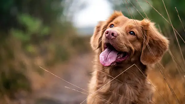 Тренер собак Цезарь Миллан — о работе с животными и карьере на телевидении