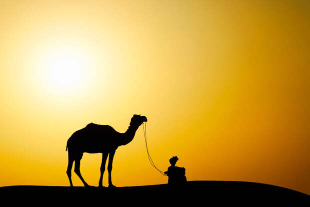 Верблюд в индийской пустыне