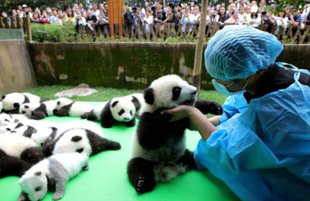 Проблемы с размножением продиктованы эволюцией. Панда никогда не боролась за выживания до встречи с человеком. |Фото: Instagram.