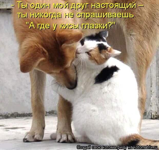 Прикольные котоматрицы - смешные кошки Прикольные котоматрицы - смешные кошки