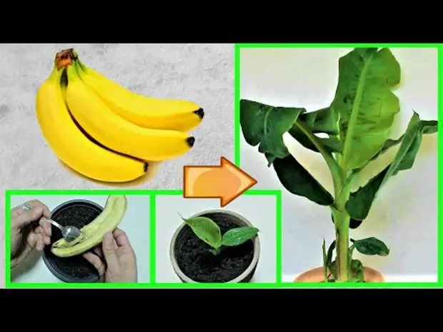 Вырастить банан из покупного банана
