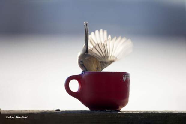 Фотография забавная жизнь белок Andre Villeneuve Фотография забавная жизнь белок Andre Villeneuve