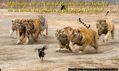 Новые крутые котоматрицы первой недели октября (50 фото) Новые крутые котоматрицы первой недели октября (50 фото)