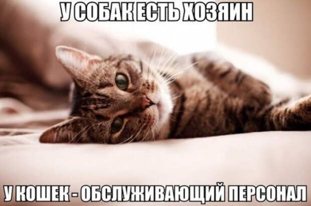 Прикольные картинки (41 шт)