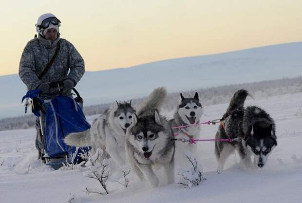 Езда на оленях и собаках: необычные учения арктической бригады арктика, войска, учения