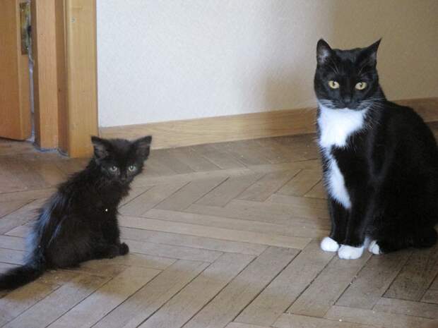 котенок сидит рядом с кошкой