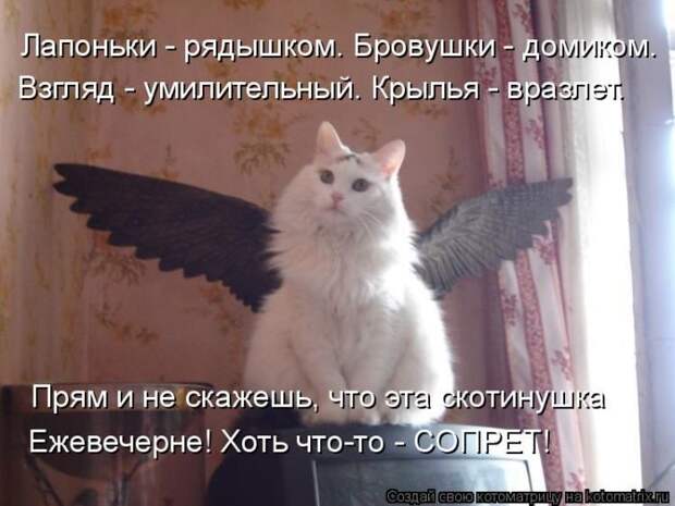 Лучшие котоматрицы недели