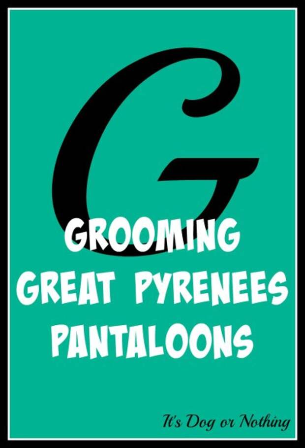 When it comes to giant breed health and nutrition, there's a lot that goes into raising a happy, healthy dog. We're going from A to Z talking about giant breed specific needs! Today, it's all about grooming Great Pyrenees pantaloons!