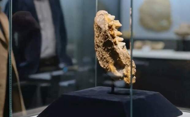 Самоцвет возрастом до 50 млн лет со следом жука обнаружили в Калининграде