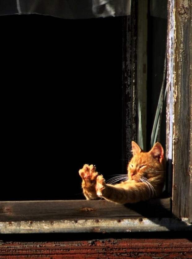 Коты, которые постигли искусство полного расслабления животные, кот, расслабон