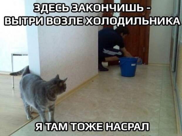 Смешные картинки с подписями катинки, прикол, юмор