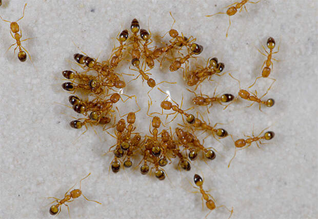 Домашние муравьи квартира, насекомые