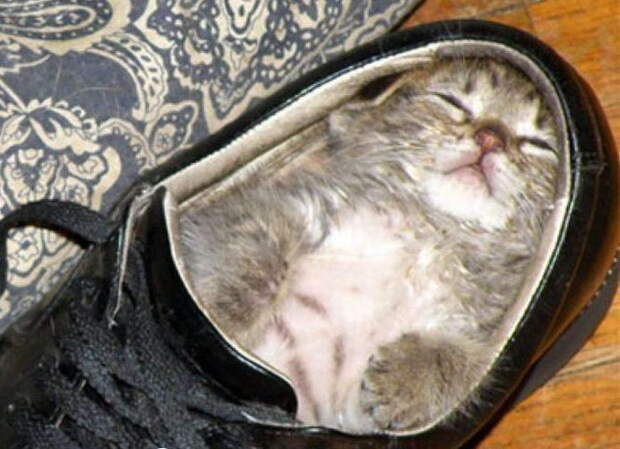 4497432_kotenok_7_1 (691x501, 132Kb)