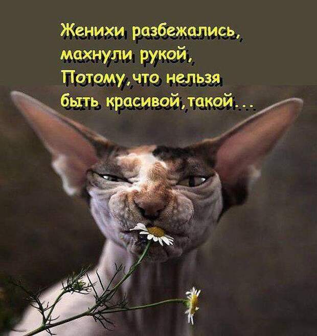 Кошачий фотопост! Кошачий фотопост! коты, юмор