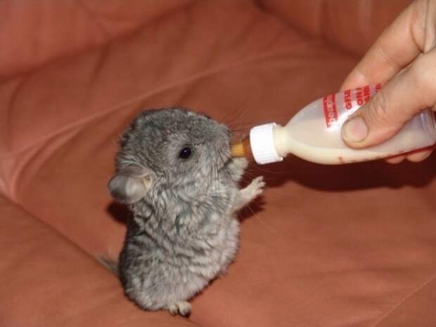 animalbaby5