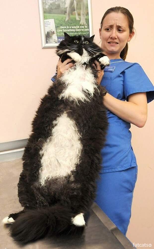 самая большая кошка