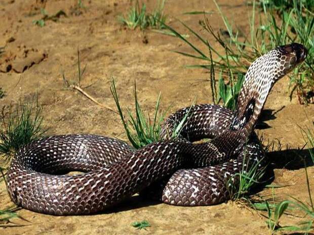 Полезные и интересные факты о змеях