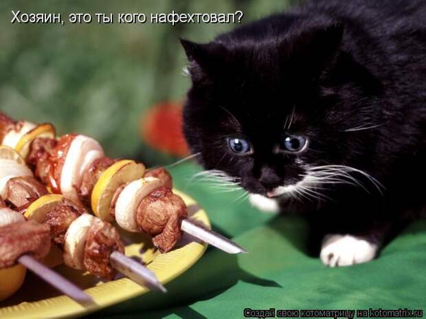 Котоматрица - Хозяин, это ты кого нафехтовал?