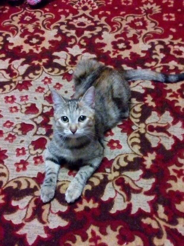 Почти слепой котенок тыкался в ноги прохожих, прося о помощи кот, котенок, кошка, слепой котенок