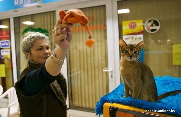 Фоторепортаж с шоу кошек в Минске