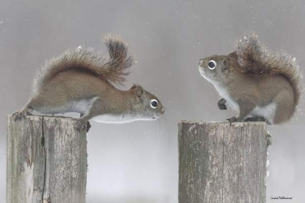Фотография забавная жизнь белок Andre Villeneuve Фотография забавная жизнь белок Andre Villeneuve
