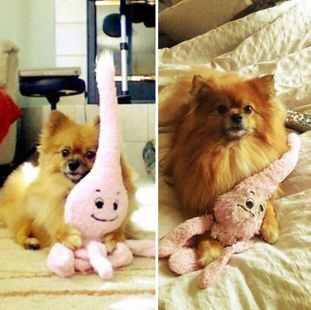 животное с игрушкой, до и после того, как выросло 