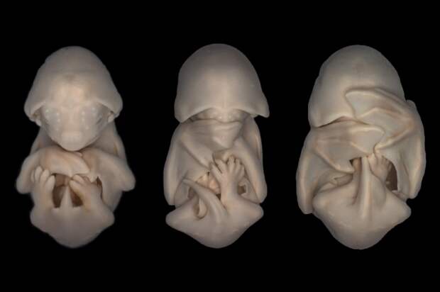 16 потрясающих фото нерождённых животных в утробе матери