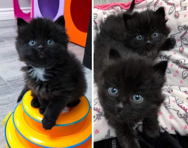 Без кота и жизнь не та
