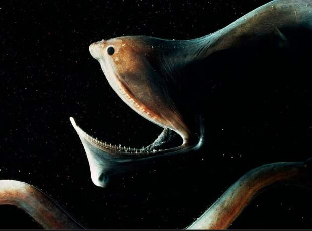 самые ужасные морские чудовища 