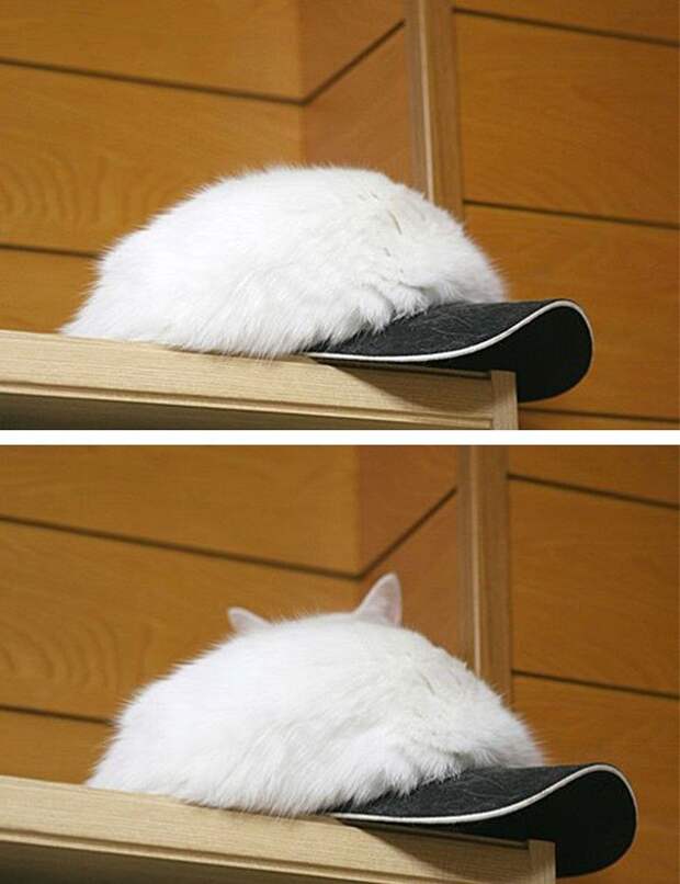 кошка маскируется 