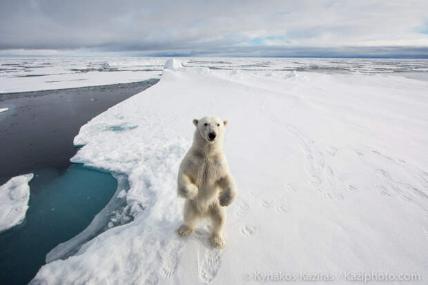 Прогулка на льду животные, природа, фото, фотограф