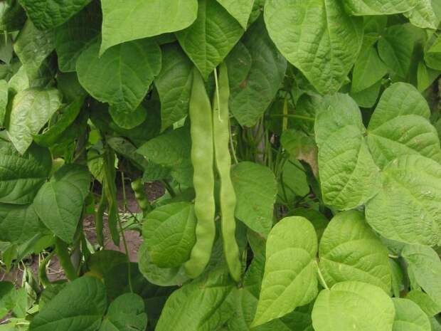 Как посадить фасоль для получения хорошего урожая Piroteka.ru