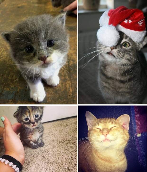 23 фотографии котиков, которые растопят ваше сердце   животные, кот, позитив, фото