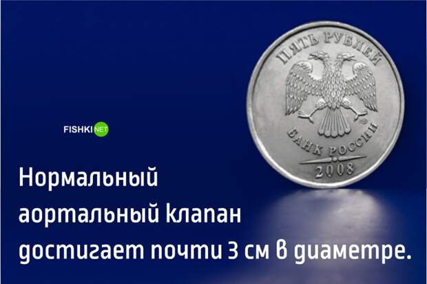 11 удивительных фактов о сердце, которые заставят ваше сердце биться чаще НАУЧНЫЕ ФАКТЫ, медицина, сердце, факты