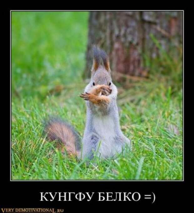 Демотиваторы это не просто прикольные фотки, но еще и множество смешных подписей.