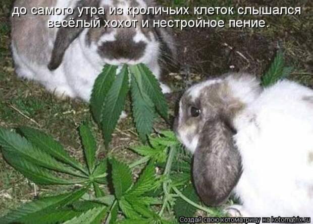 Мысли вслух Мысли вслух