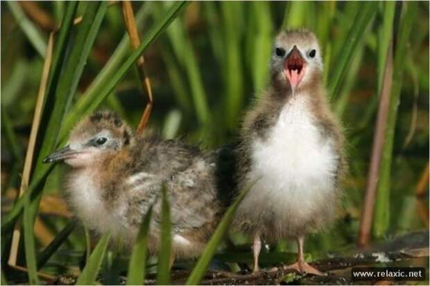 funny_animals_032
